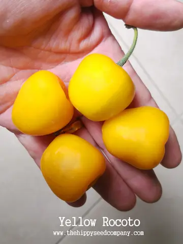 Yellow Rocoto
