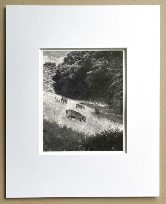 Cows in the meadow. Image size 107mm x 135mm