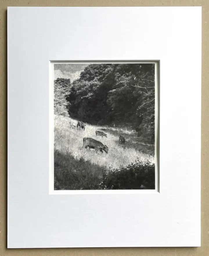 Cows in the meadow. Image size 107mm x 135mm