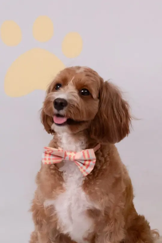 Pet Bow-Tie - Pink Terrier Plaids