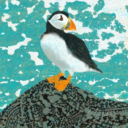 Puffin