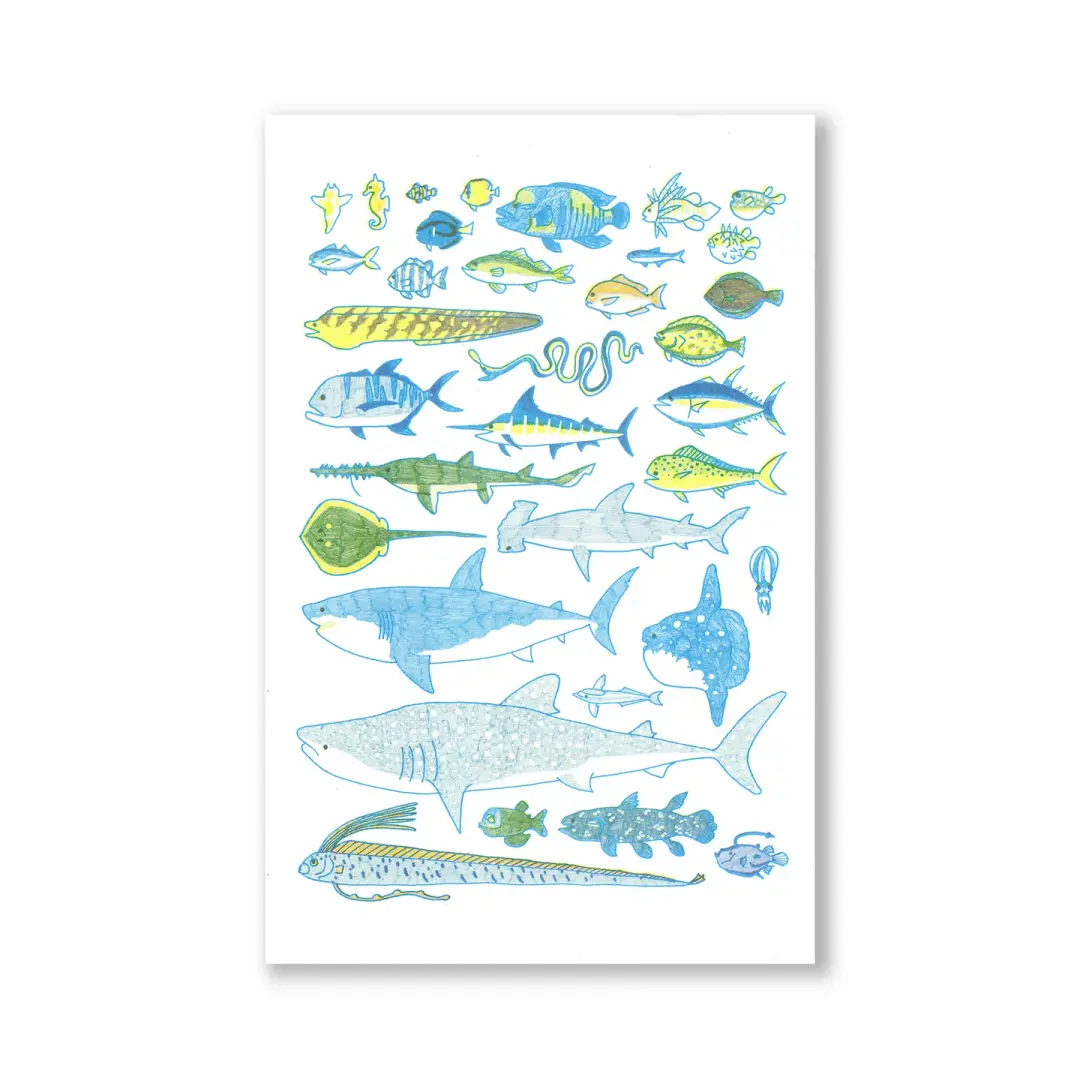 Saltwater Fishes