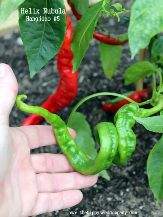 Hangjiao 5 Helix Nubula