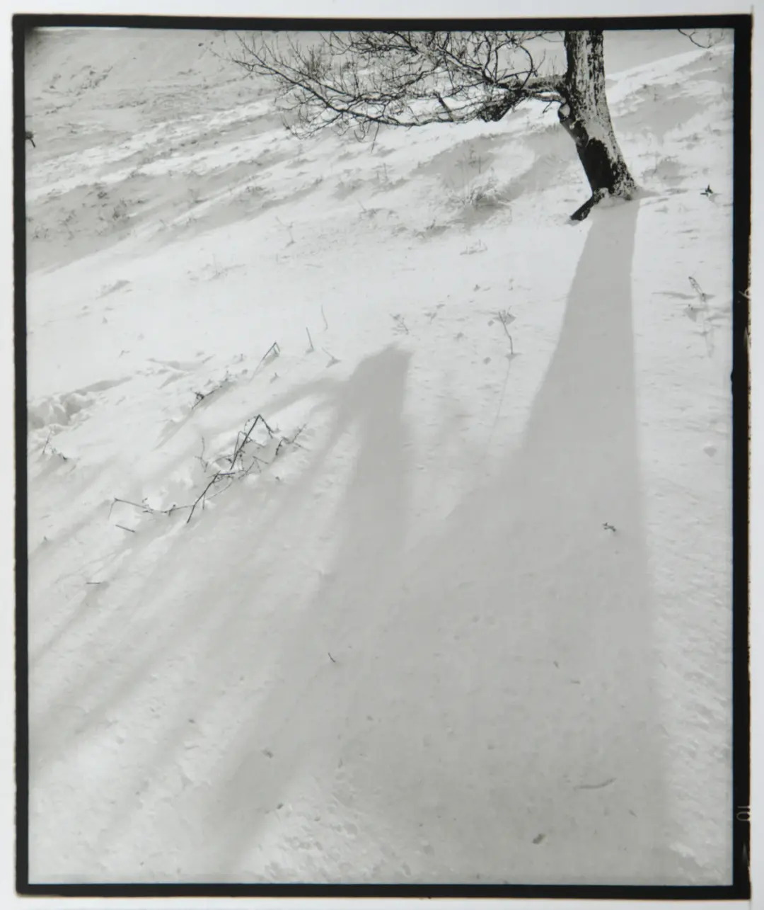 Tree shadow in the snow.