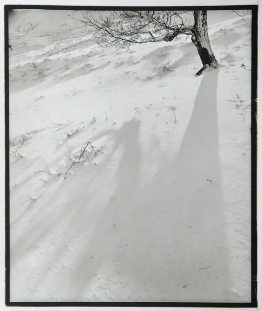 Tree shadow in the snow.