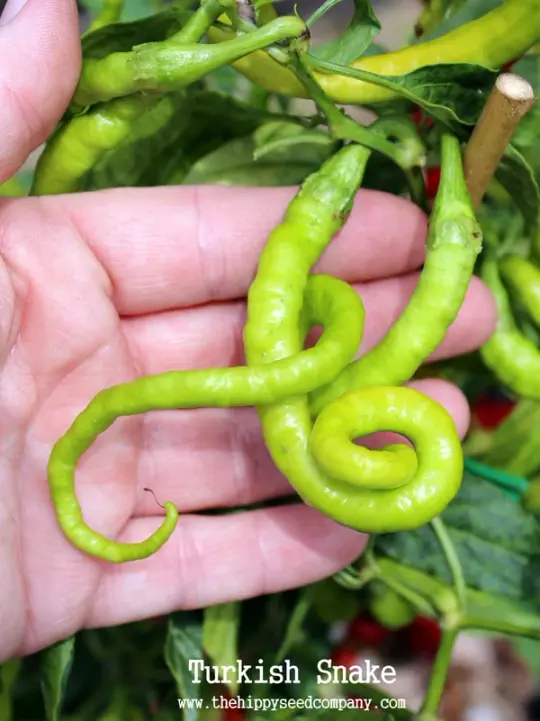 Turkish Snake