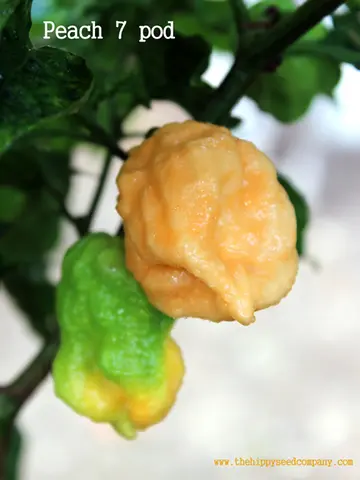Peach 7 Pod