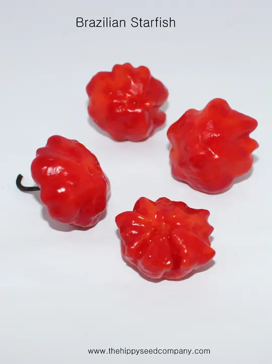 Brazilian Starfish Chilli