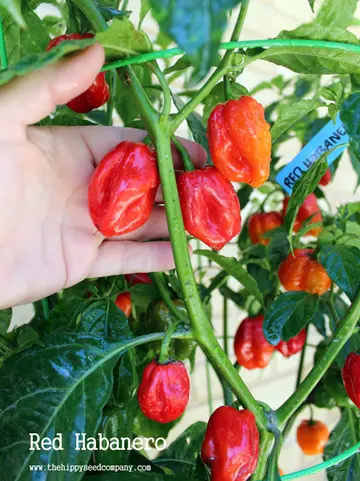Red Habanero