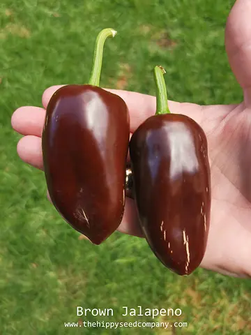 Brown Jalapeno Peppers