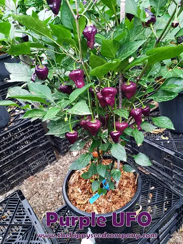 Purple UFO