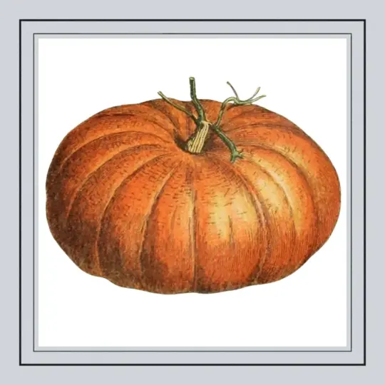 Silver Pumpkin Perfume Oil