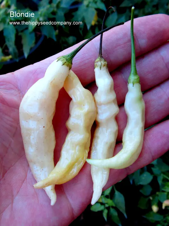 Blondie Chilli