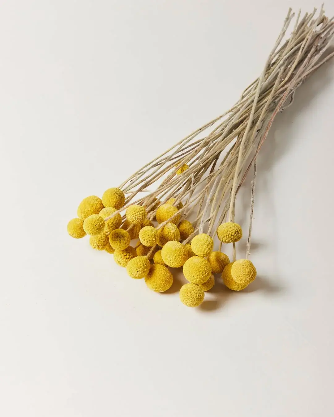 Billy Buttons