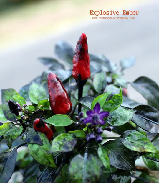 Explosive Ember Chilli