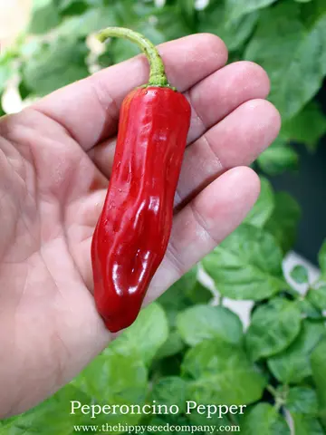 Peperoncino Chilli