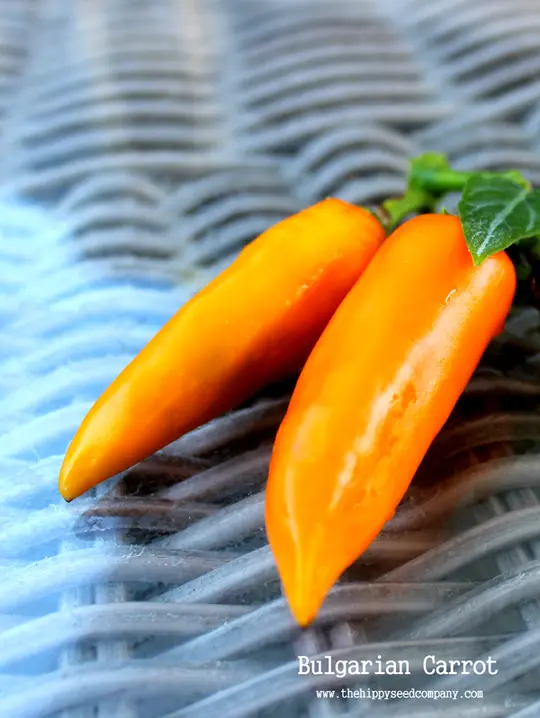 Bulgarian Carrot Chilli