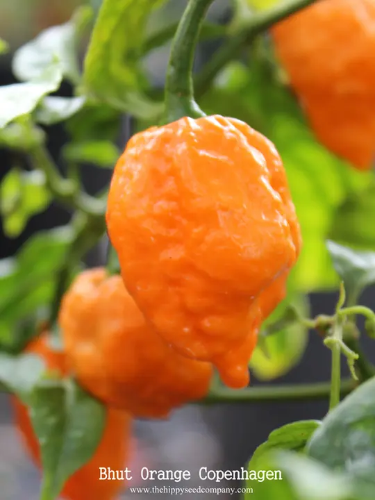 Bhut Orange Copenhagen