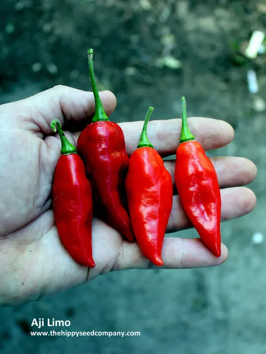 Aji Limo - The Hippy Seed Company