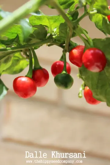 Dalle Khursani Chilli