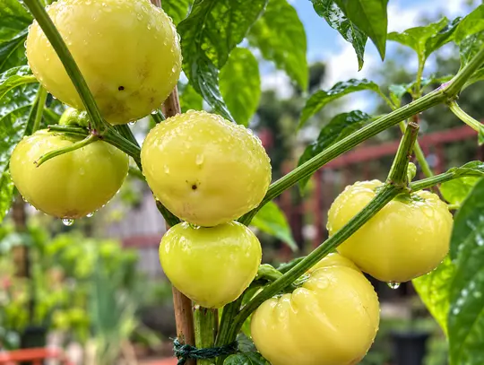Sweet Apple Cambe chilli on the plant