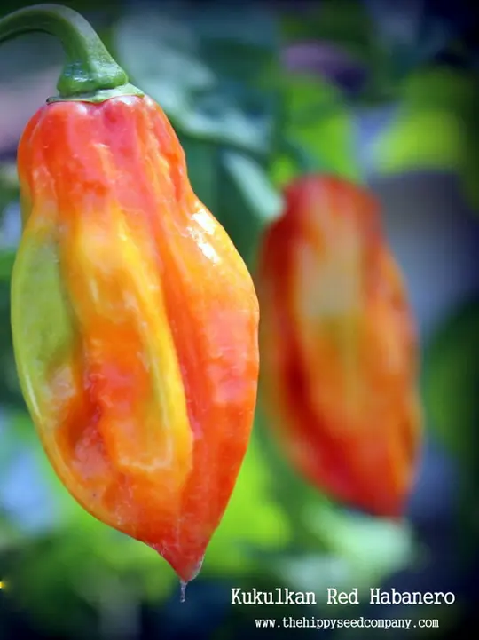 Kukulkan Red Habanero
