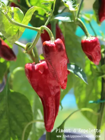 Piment D'Espelette