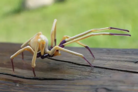 Pale Beige And Purple Glass Spider – Unique Collectible Sculpture