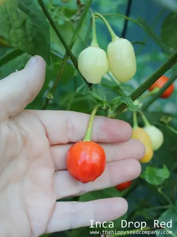 Inca Drop Red