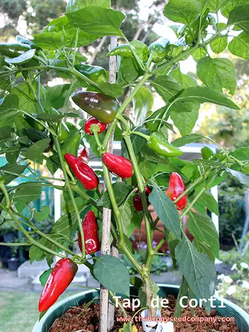 Tap de Corti Chilli