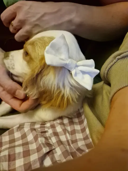 Small Hair Bow on a hairband, or scrunchie