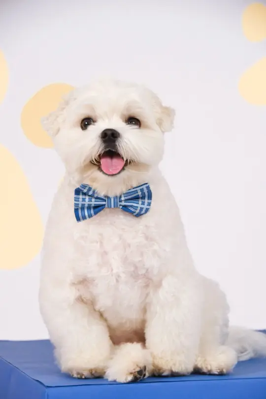 Pet Bow-Tie - Navy Terrier Plaids