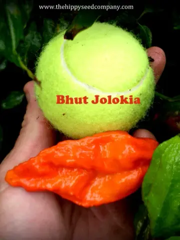 Bhut Jolokia