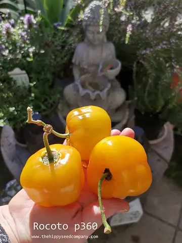 Rocoto p360