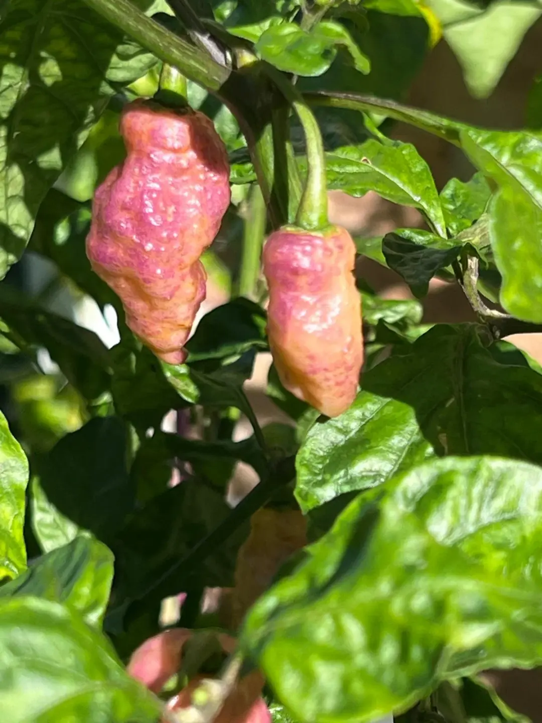 The Multicoloured Bhut produces striking pods that display multiple colours