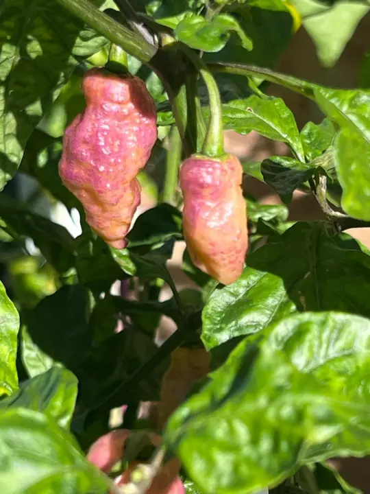 The Multicoloured Bhut produces striking pods that display multiple colours
