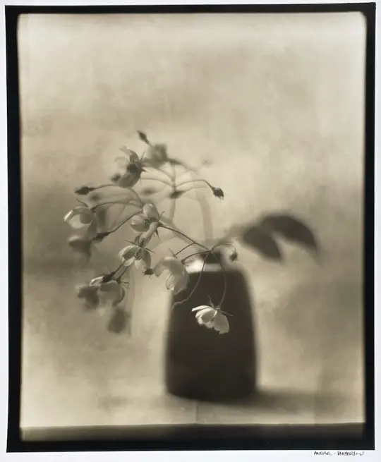 Filipes Kiftgate Rose in a Lucy Rutter vase.