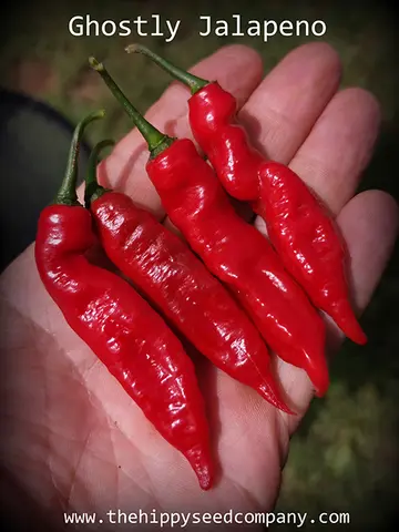 Ghostly Jalapeno