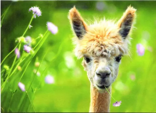 Avanti Alpaca Greeting Card - Meadow