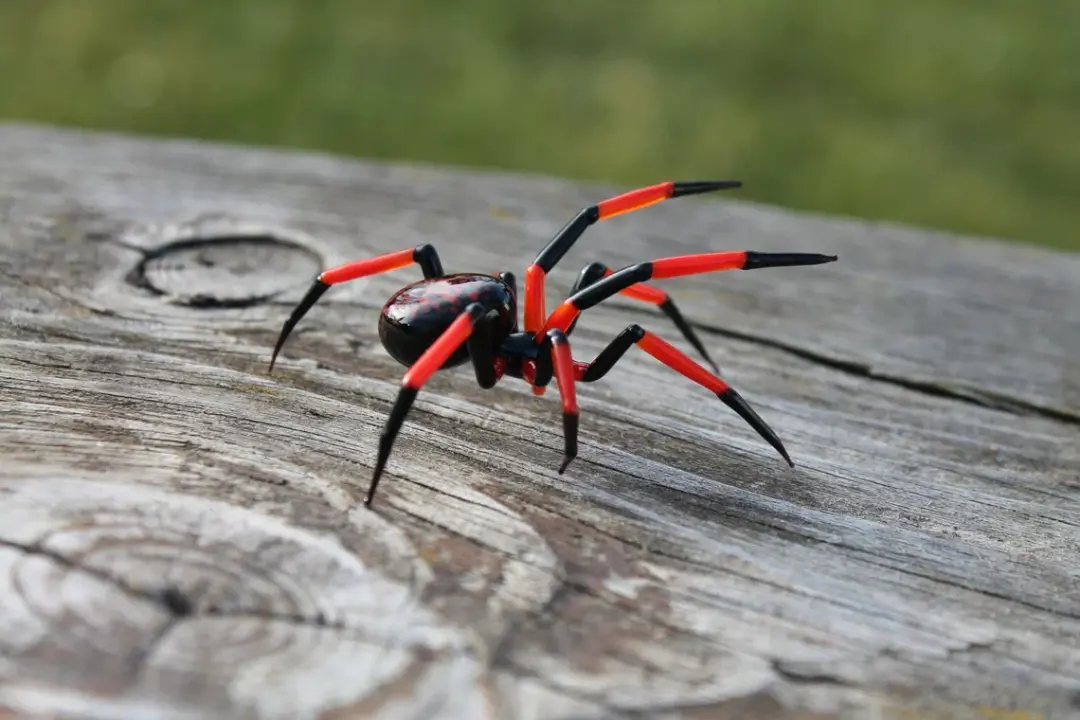 Red And Black Spider Figurine – Blown Glass Art In Miniature Form