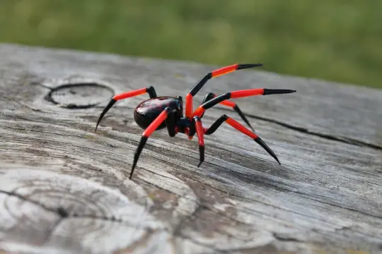 Red And Black Spider Figurine – Blown Glass Art In Miniature Form
