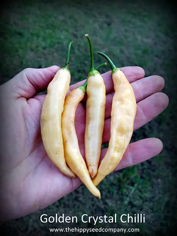 Golden Crystal Chilli