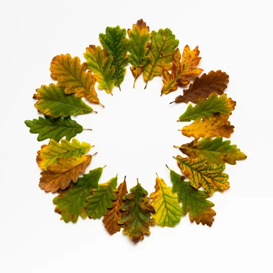 BEUYS' ACORNS (Autumn Leaves 21)
