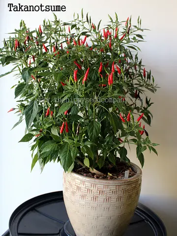 Takanotsume Pepper