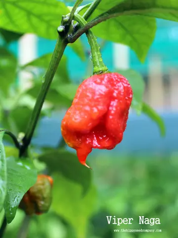 Viper Naga
