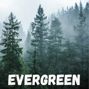 Evergreen