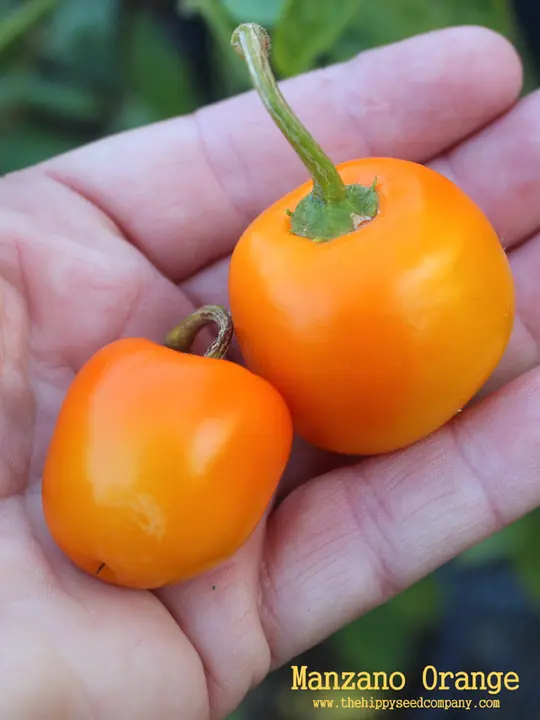 Manzano Orange