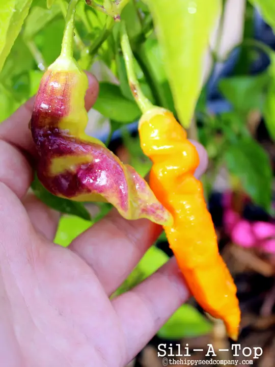Sili-A-Top