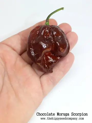 Chocolate Moruga Scorpion