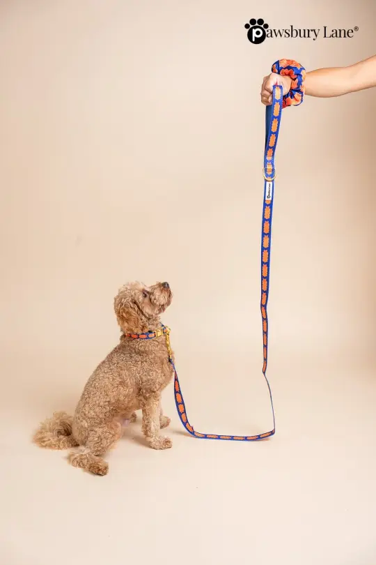 Game Day - Collar and Leash Set
